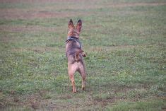  The Ox and the Dog  : An Unexpected Friendship Between Two Unlikely Creatures?