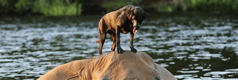  The Ox and the Dog  : An Unexpected Friendship Between Two Unlikely Creatures?